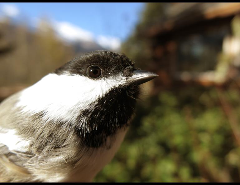 A small black and white bird in profile