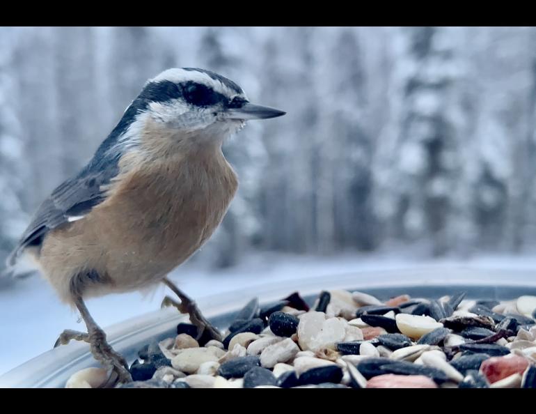 A bird with a black and orange head and back and a brown breast perches over some seeds.