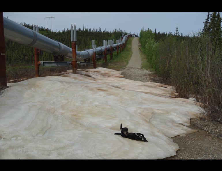 Cora the dog enjoys the coolness of aufeis that endured into June along the section of the Trans-Alaska Pipeline farthest from an Alaska Highway. Photo by Ned Rozell.
