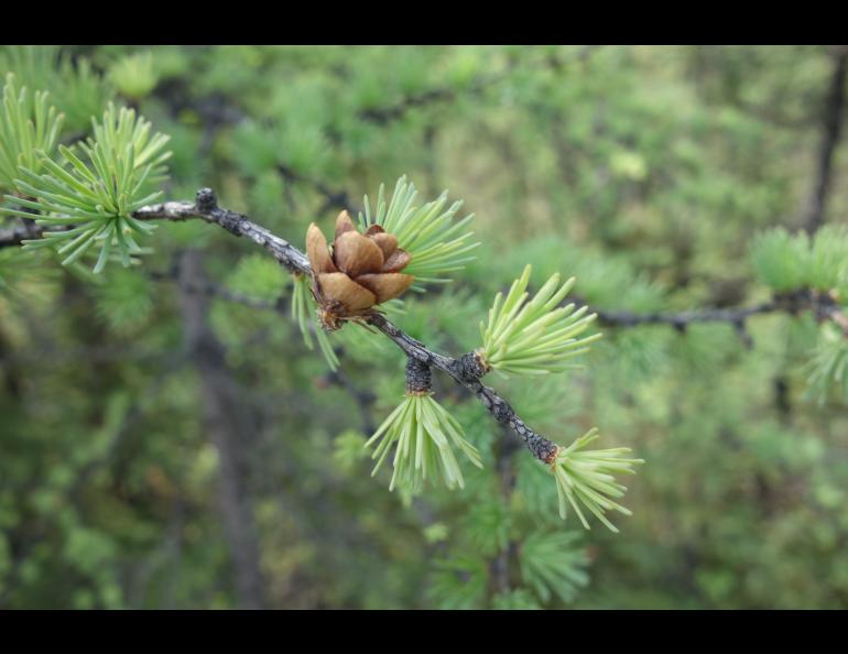 Tamaracks have recovered from a larch sawfly invasion of the 1990s. Photo by Ned Rozell.