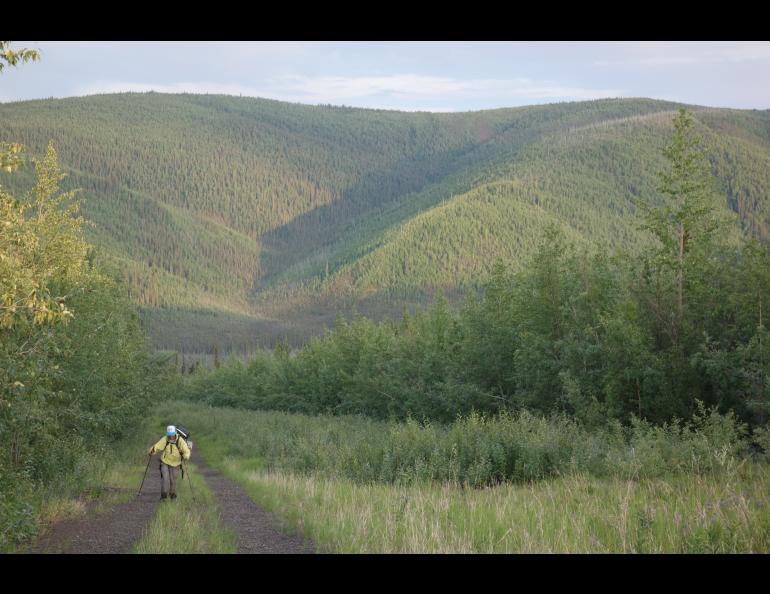 Andy Sterns ascends Isom Creek along the path of the Trans-Alaska pipeline near the Yukon River. Photo by Ned Rozell.