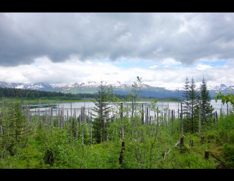 Dead trees near a shoreline of Russell Fjord about 15 miles from the town of Yakutat. Ned Rozell photo.