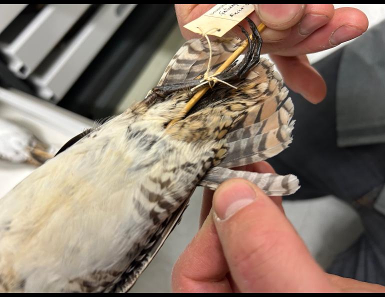 Bird specimen tail feathers