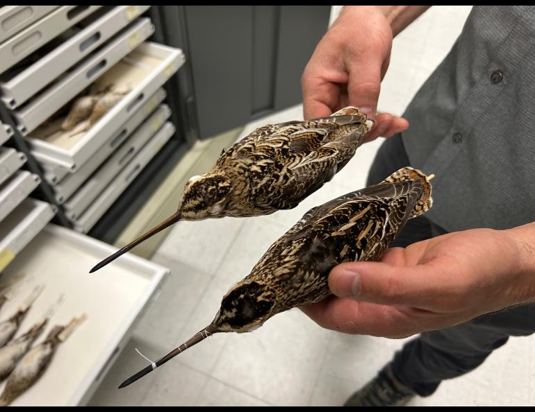 Person holding two bird specimens
