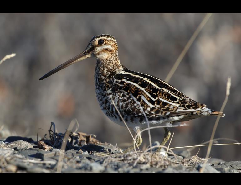 A bird on the ground
