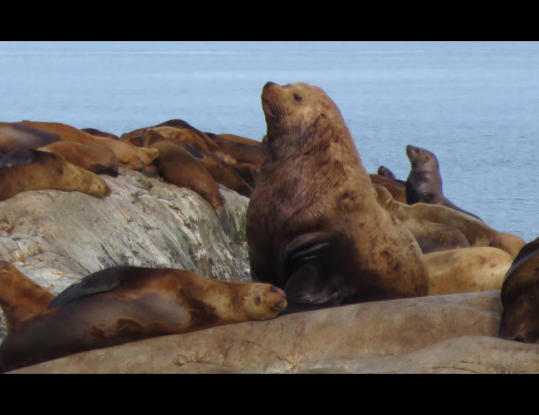 A male Steller sea lion amid others on the coast of Alaska in Southeast. Photo by Michell Trifari.