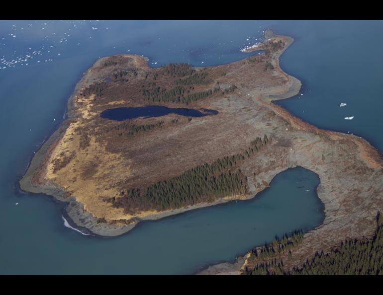 Spruce trees shaved off a peninsula within Taan Fiord by a landslide-generated wave last October. Photos courtesy Chris Larsen.