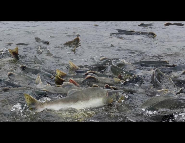 Pink salmon returning in August, 2017, to Port Valdez near the Solomon Gulch Hatchery, where workers release about 230 million salmon smolts to the ocean each year. Photos by Ned Rozell.