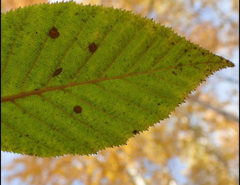 An alder leaf in its mid-September shade. Photo by Ned Rozell. 