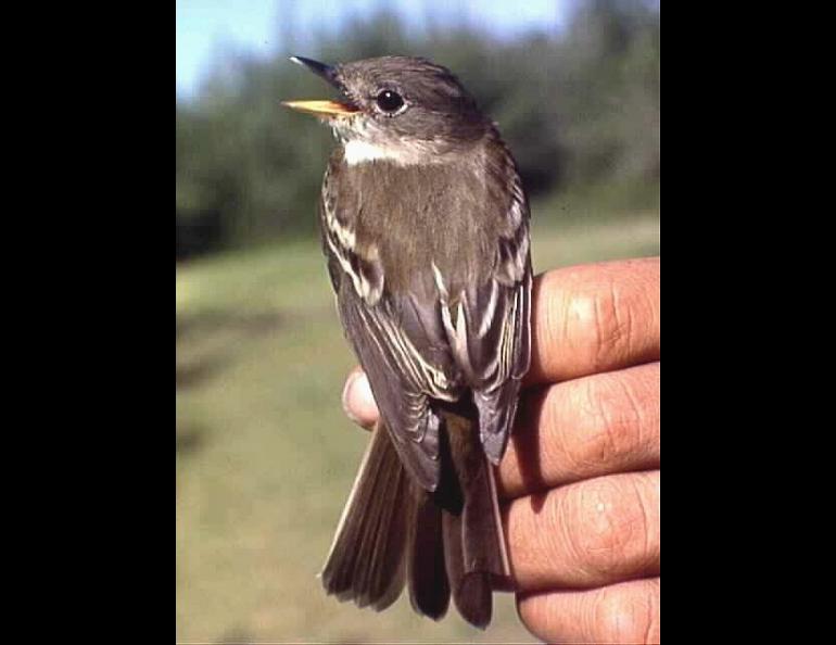  An alder flycatcher. Photo courtesy Alaska Bird Observatory 