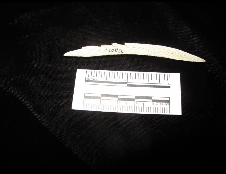 An arrow tip ecologist Dave Klein found in Atigun Canyon in 1974. Photo by Dave Klein.