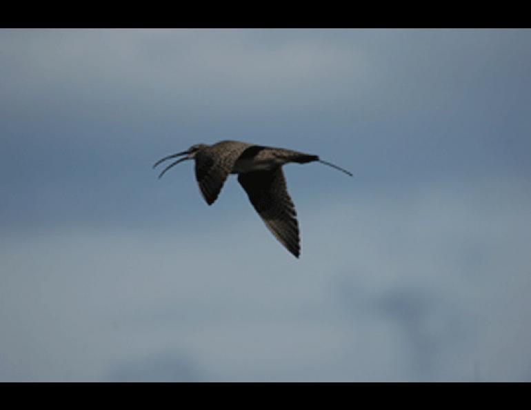  2007_2.jpg: A whimbrel from Kanuti National Wildlife refuge showing an antenna for a satellite transmitter surgically implanted in summer 2009. Photo by Dan Ruthrauff. 