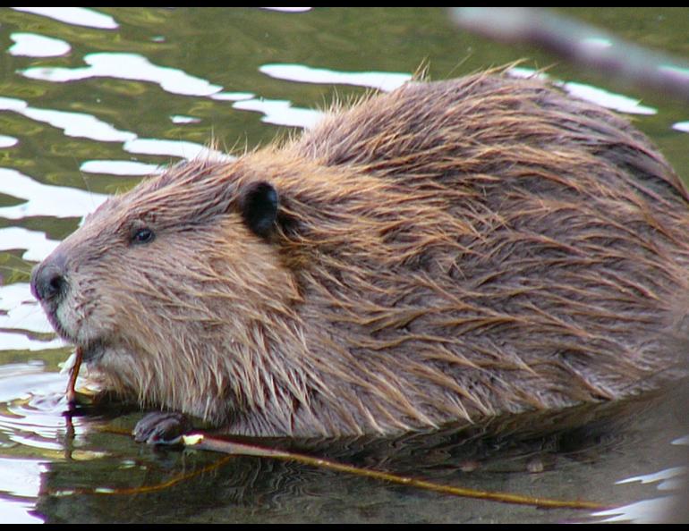 Beavers like this one were once captured in Cordova and released in Kodiak, to establish a population there. Photo by Frank Zmuda, Alaska Department of Fish and Game.