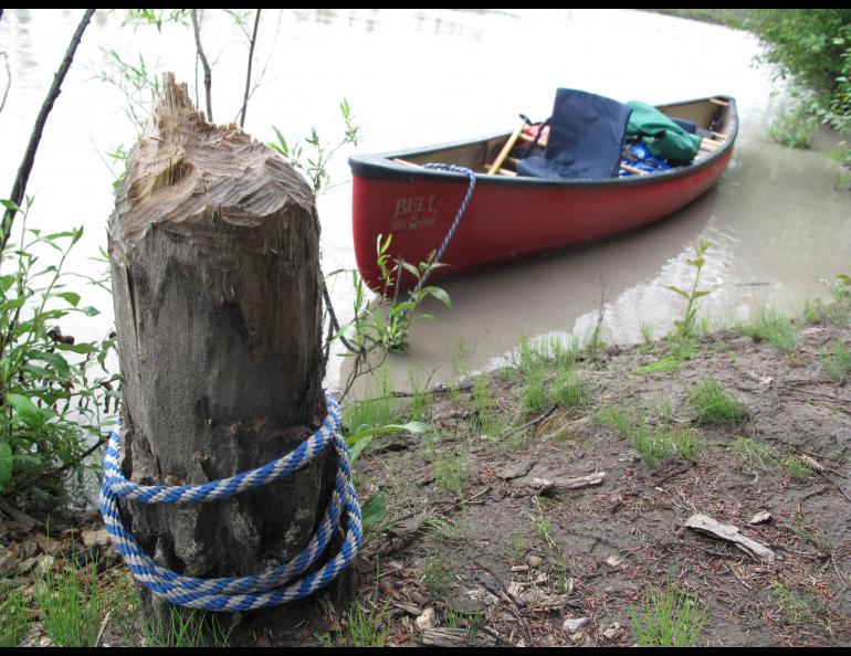 Signs of the American beaver in Alaska: A cut poplar tree on the upper Tanana River and a dam on Phelan Creek near Isabel Pass in the Alaska Range. Ned Rozell photos.