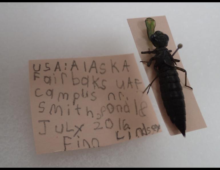 A dragonfly larvae caught and mounted by Finn Lindsey at UAF Summer Sessions Bug Camp. Photos by Ned Rozell.