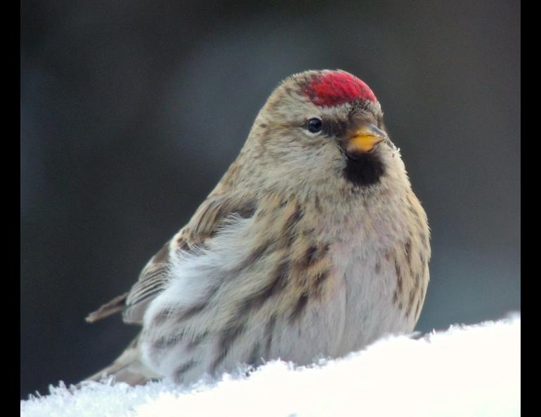 Common redpolls in Fairbanks. Photos by Anne Ruggles.