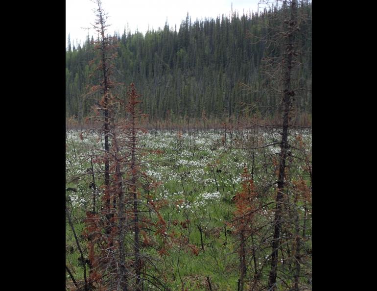 Cottongrass springs up on the site of a 2015 wildfire on Birch Creek in Interior Alaska. Photo by Ned Rozell. 