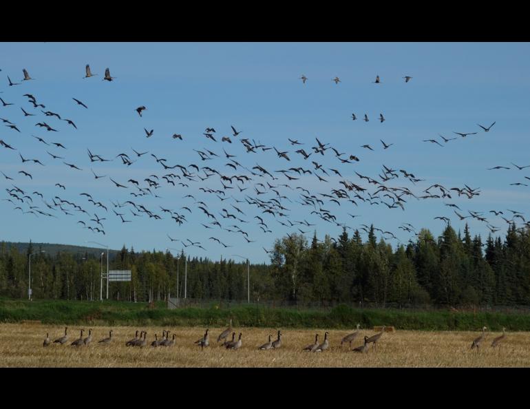 Sandhill cranes and Canada geese in the UAF farm fields, which have been cleared of trees for more than a century. Photo by Ned Rozell.