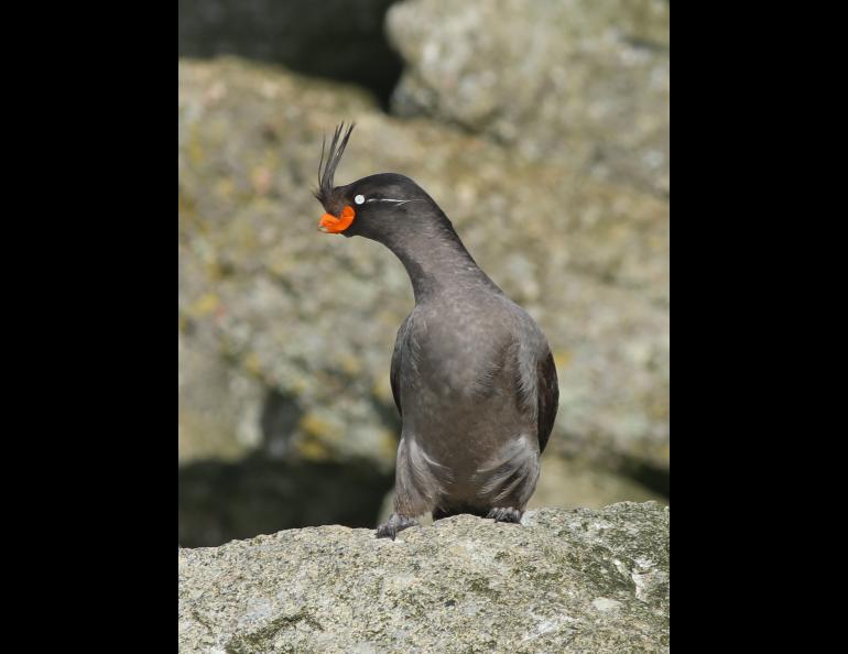 A crested auklet on Little Diomede Island. Photo by Hector Douglas.