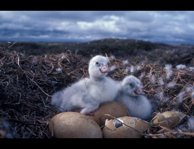 Cygnets, newly hatched tundra swans, in western Alaska. Photo by Craig Ely.