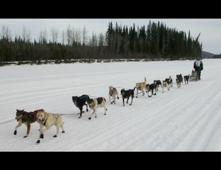 Dog team
