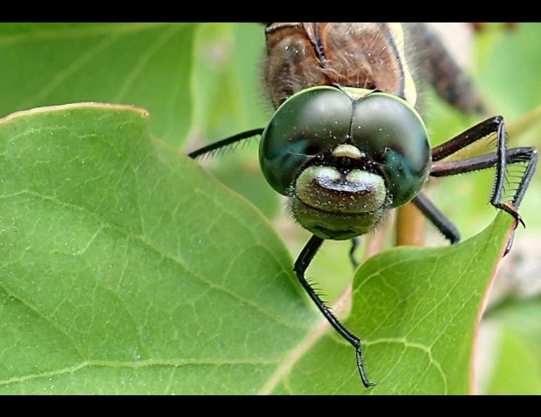 The compound eyes of a sedge darner dragonfly. Each eye is made up of thousands of light-and-motion sensitive units. Photo by Ned Rozell.