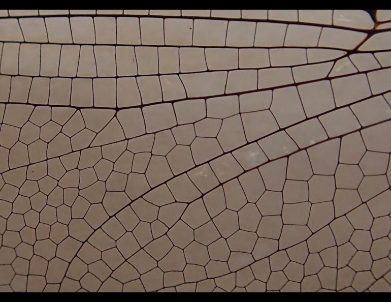 Closeup of a dragonfly wing. Photo by Ned Rozell.
