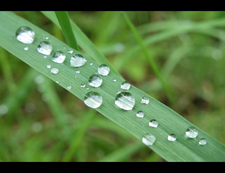 Water droplets on a blade of grass and following a rainy period in Interior Alaska. Photo by Ned Rozell.