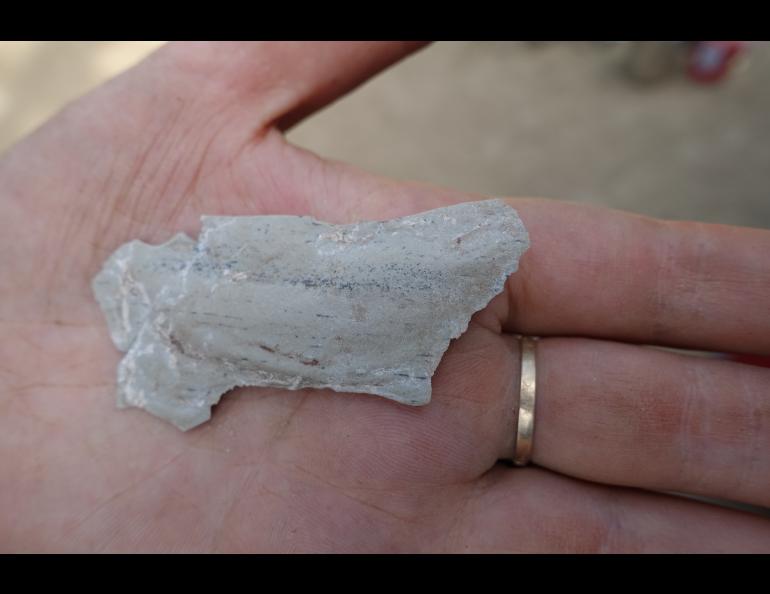Lucy Ksiazek, who is helping with an archaeological dig this summer in Delta Junction, holds a flake of human-worked rock that she found at a level that suggests someone left it there more than 12,000 years ago. Photo by Ned Rozell.