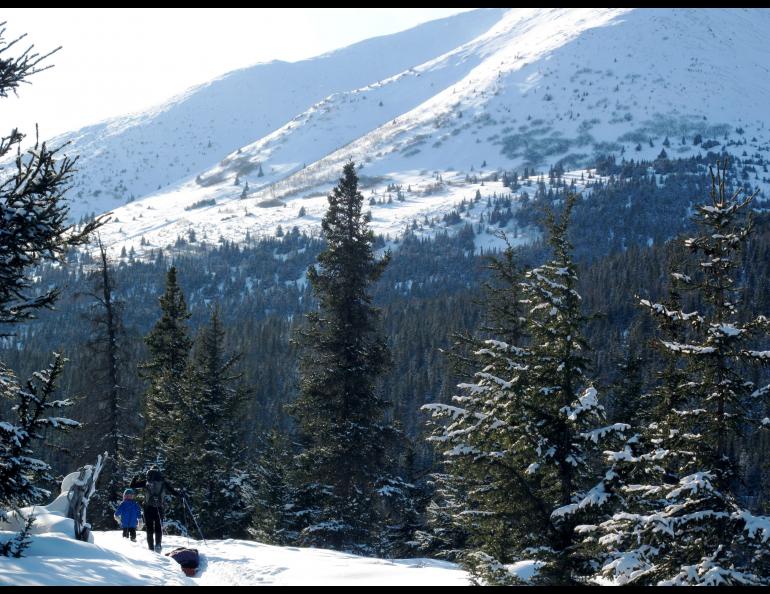 Spruce trees mixed with hemlocks on the Kenai Peninsula. Spruce bark beetles killed 95 percent of mature spruce there in the 1990s. Phot by Ned Rozell.