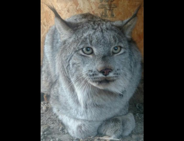 A lynx that a couple in Kenny Lake captured in their chicken house. Photo by Linda Lohse.