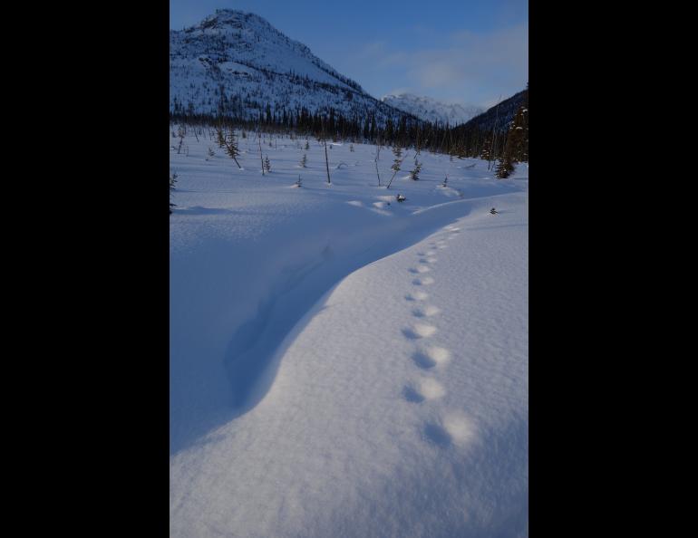 The passage of a lynx recorded in a fresh snowfall. Photo by Ned Rozell.