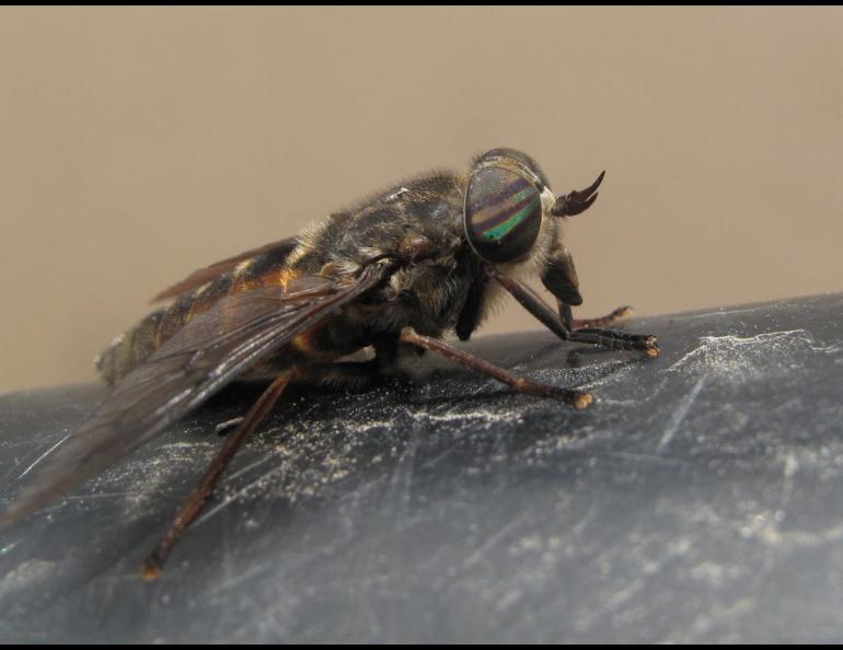 A moose fly on the upper Tanana River. Photo by Ned Rozell.