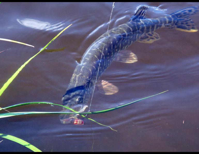 A northern pike caught at the mouth of the Kandik River.  Photo by Ned Rozell.