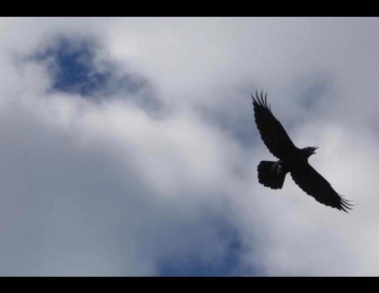 A raven in Alaska. Photo by Ned Rozell.