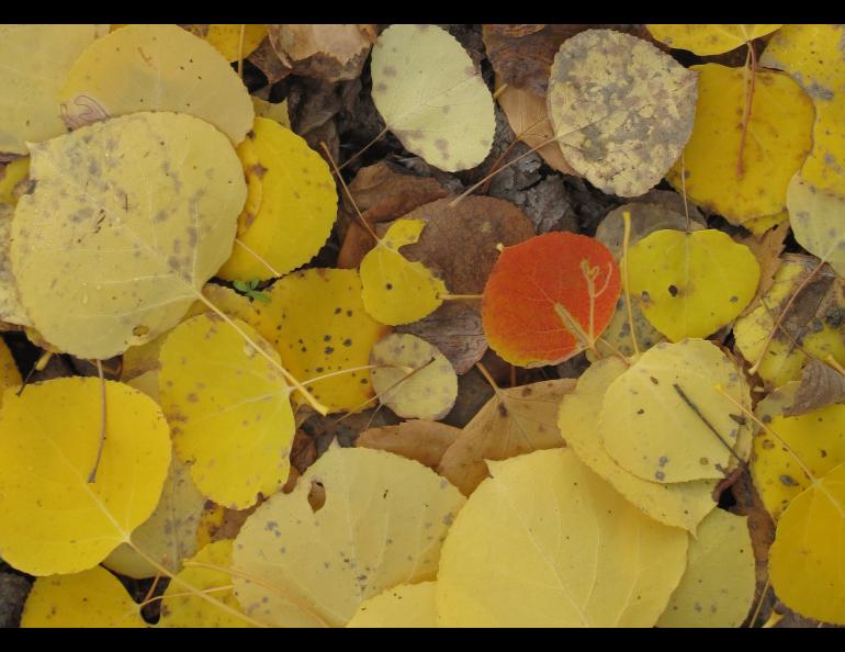 A few aspen trees go their own way, leaves turning red and orange when the majority turn yellow. Photo by Ned Rozell.