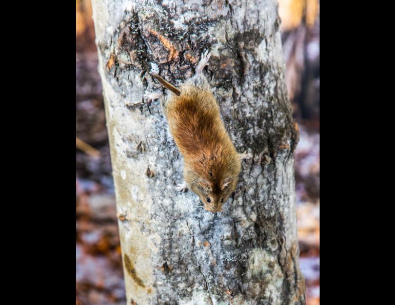 A northern red-backed vole climbing down a tree. UAF photo by Todd Paris.