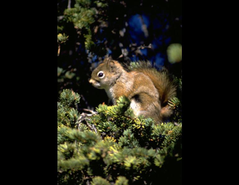T. Karels photo of a red squirrel.