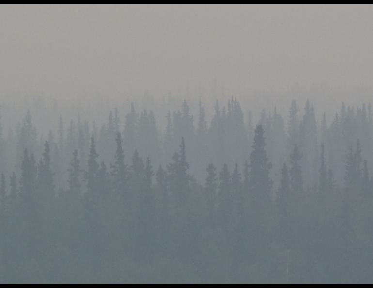 Burned Alaska forest might be the start of a different ecosystem. Photo by Ned Rozell.