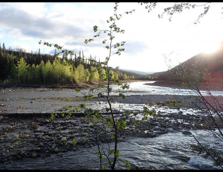 Summer solstice is not often the warmest part of Alaska’s summer. Photo by Ned Rozell.