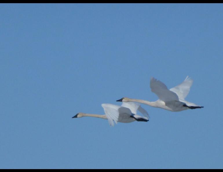 Tundra swans in flight in western Alaska. Photo by Craig Ely.