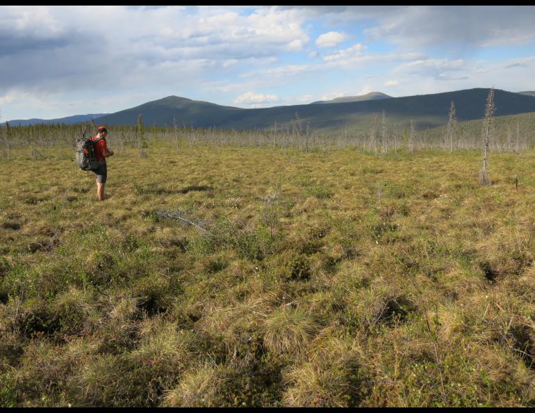 Jay Cable of Fairbanks walks through field of tundra plants in northern Alaska. Photo by Ned Rozell.