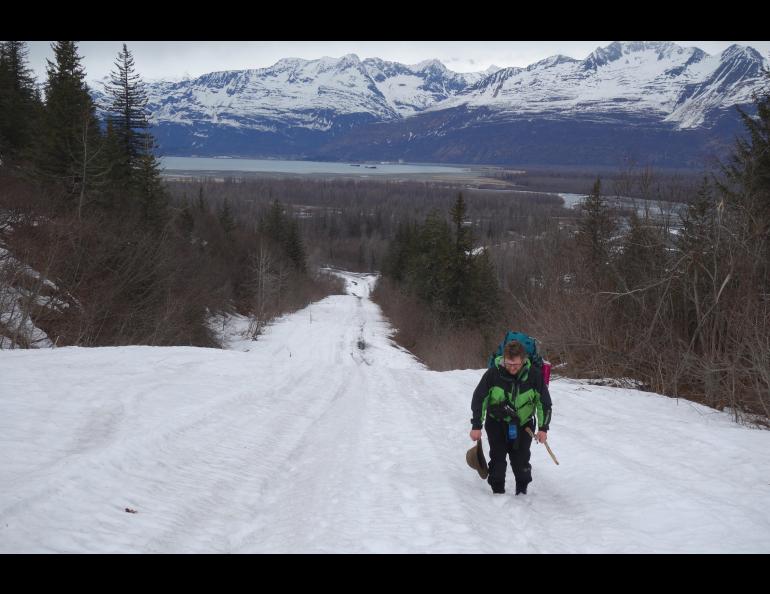 Chris Carlson walks up a hill on the path of the trans-Alaska Pipeline near Valdez. Photo by Ned Rozell.