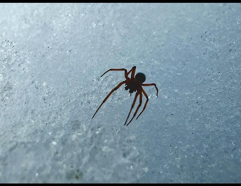 A spider on the Alaska snowpack in the Copper River valley. Photo by John Tierney.