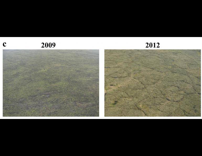 Tundra differences due to thawing in the Anaktuvuk River burn area, photos taken four years apart.