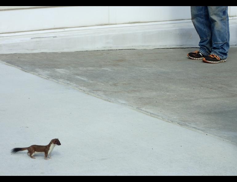 An ermine, or short tailed weasel, outside the Akasofu Building on the University of Alaska Fairbanks campus. Ned Rozell photos.