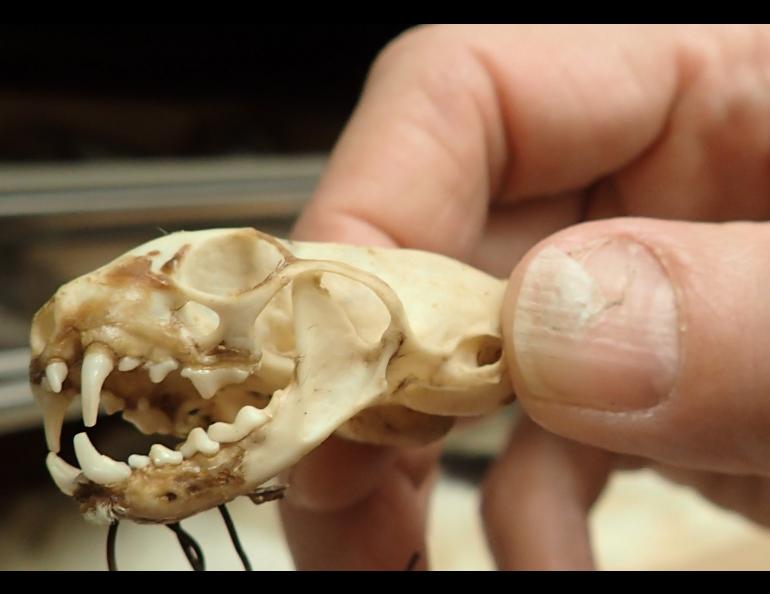 Link Olson holds the skull of an ermine collected from 15,000 feet on Denali.