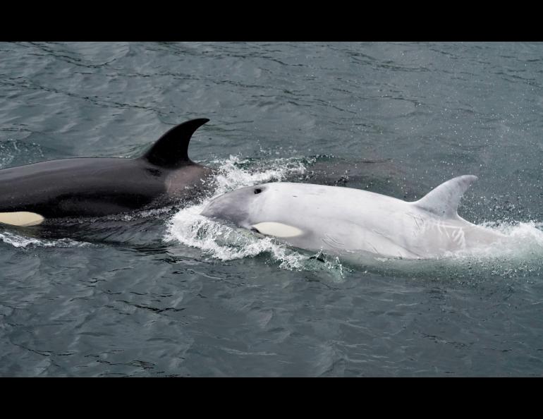 A white killer whale, spotted in early August in the waters off Southeast Alaska. Photos by Stephanie Hayes.