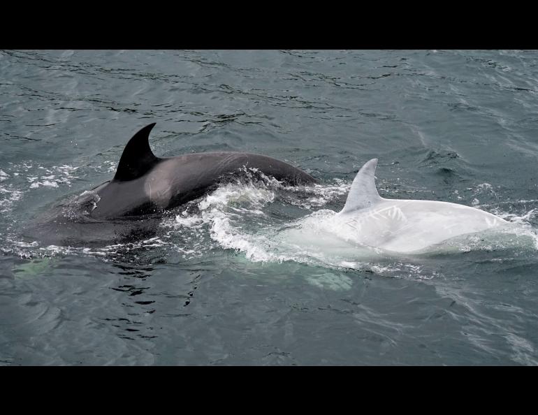 A white killer whale, spotted in early August in the waters off Southeast Alaska. Photos by Stephanie Hayes.