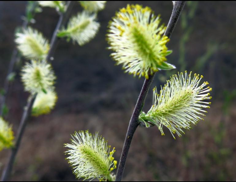 Fast-growing trees like these willows pull carbon dioxide from the atmosphere while adding oxygen. Photo by Ned Rozell.